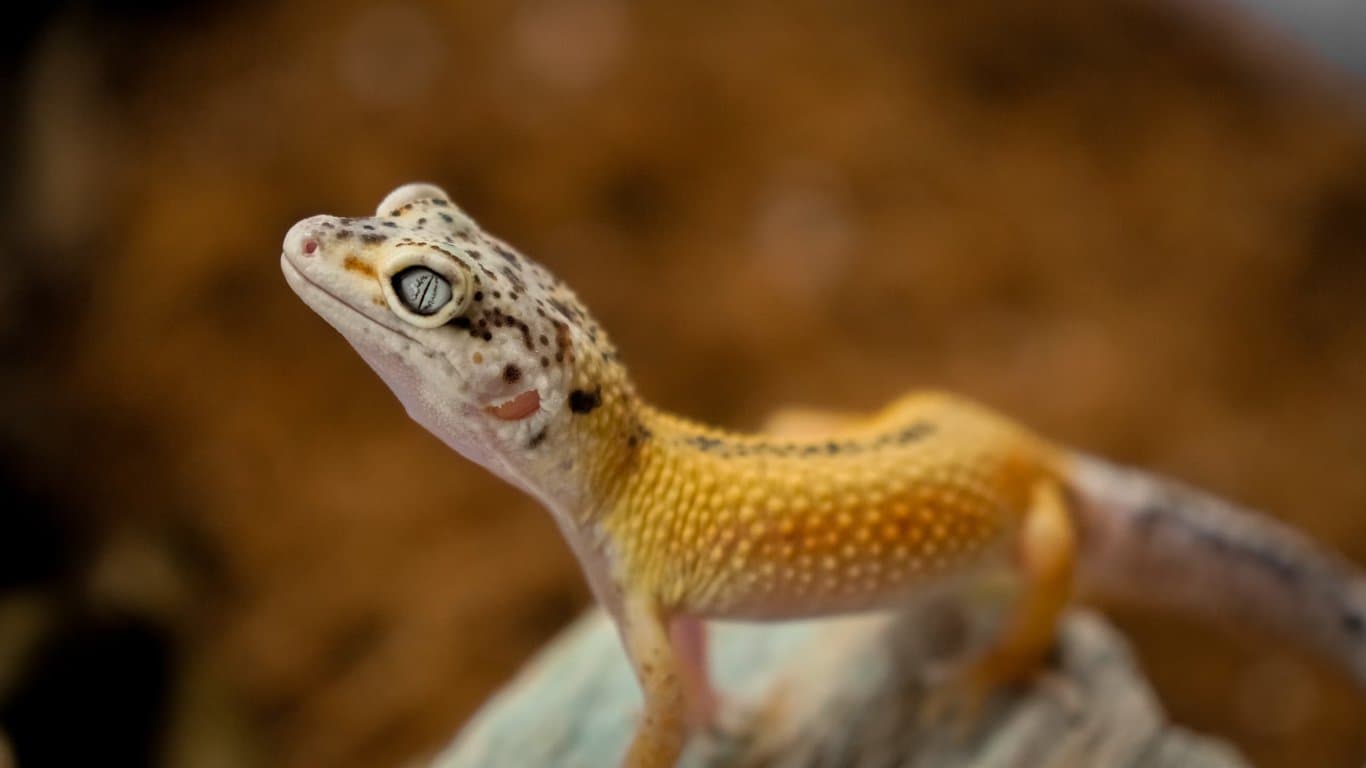 Beyond Cats and Dogs: The Wild World of Exotic Pet Insurance